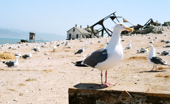 ano nuevo island seabirds